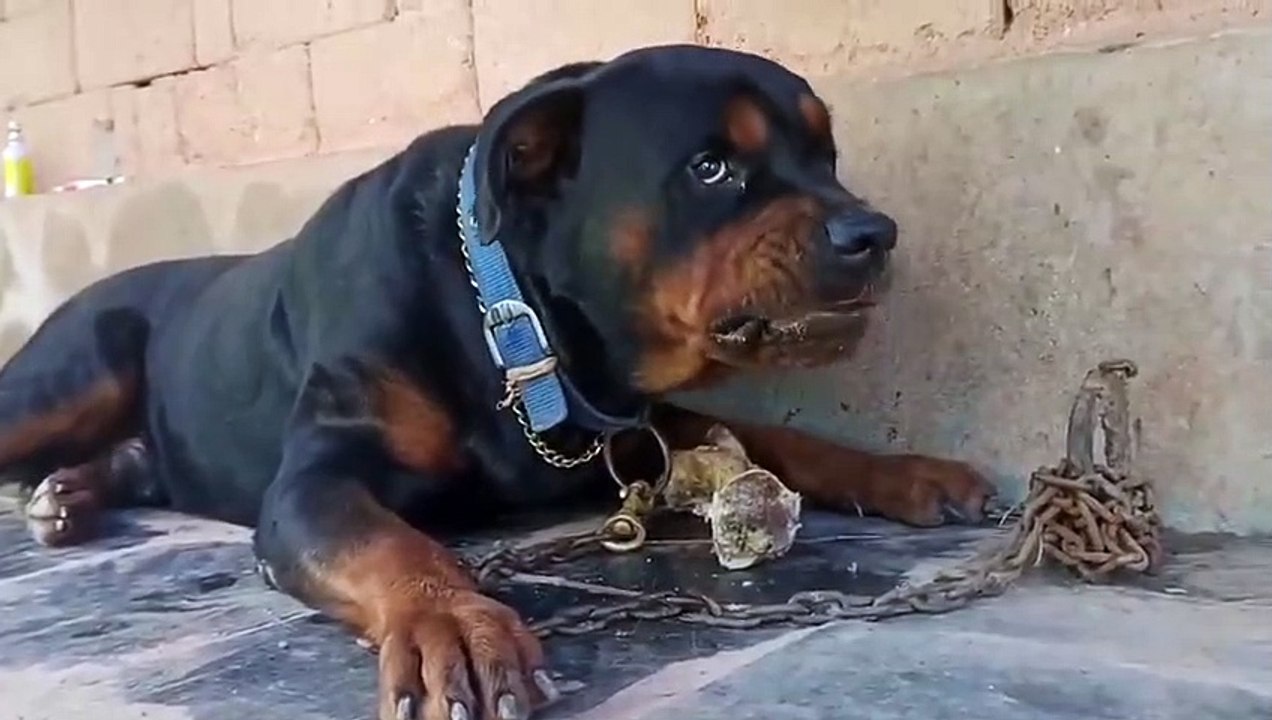 Funny Dogs Barking and Howling Compilation