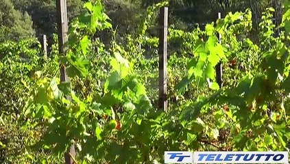 Video News - VAL.SO.VI.CA PER UN IGT MIGLIORE