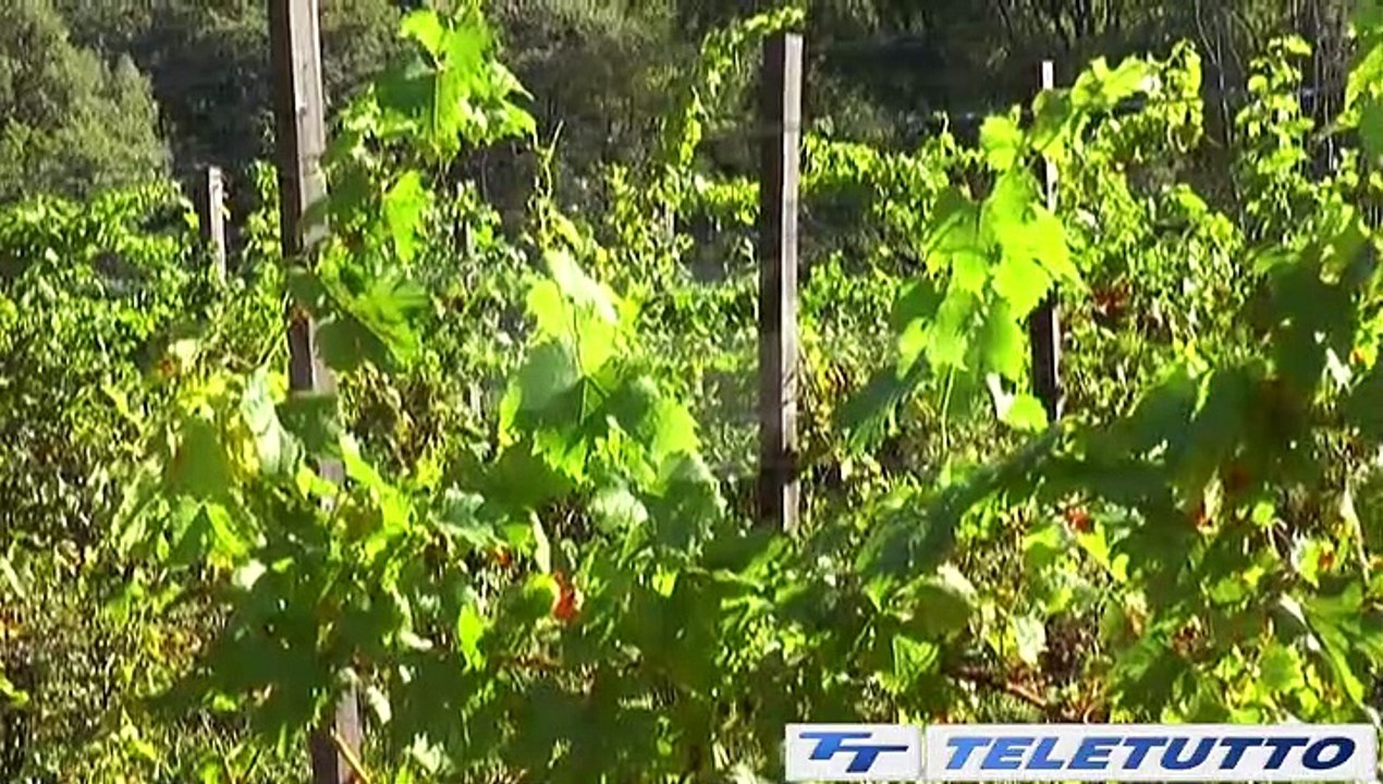Video News - VAL.SO.VI.CA PER UN IGT MIGLIORE