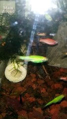 Udang Hias dan Cacing Sutra #shorts #short