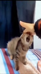 Funniest animalsIn  Funny and Fails Pets Video #11