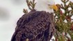 Bald Eagle Perches on Pine Tree in Yellowstone National Park