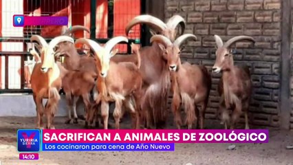Sacrifican a cabras pigmeas de zoológico de Guerrero para cena de año nuevo