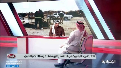 الحياة الفطرية: يوجد بالمملكة 40 ألف قرد بابون والباحة هي البؤرة الأكبر (فيديو)