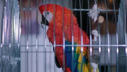 Secretos del Matrimonio Cap 22 HD