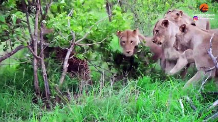 LIONS TRAP AND ATTACK OLD LEOPARD