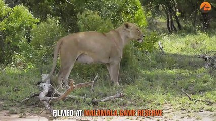 Rare Lion Birth Caught on Camera