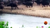 Stampeding Buffaloes Trample Lion