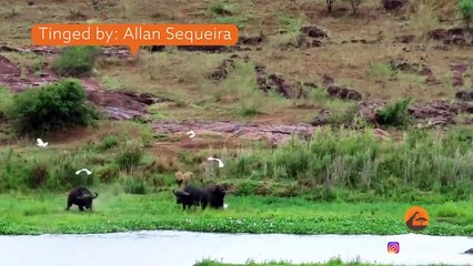 Wild Dogs, Lions and Cheetahs Hunting
