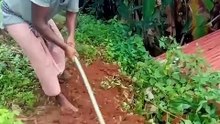Dog buried alive rescued after 3 days