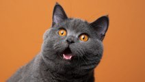 10 of the Cutest Cat Breeds