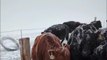 Cow Gives Hilarious Reactions While Drinking Frozen Water Along With Herd