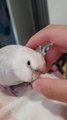 Bird Gets Irritated and Keeps Asking Owner to Pet Him Properly