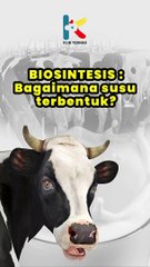 BIOSINTESIS : SUSU  BAGAIMANA SUSU TERBENTUK?
