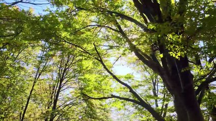 Beautiful Piano Music - Soothing Piano Music For Healing, Meditation, Peaceful Relaxation