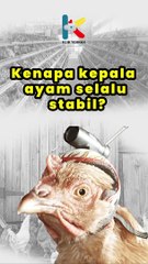 Kenapa Kepala Ayam Selalu Stabil