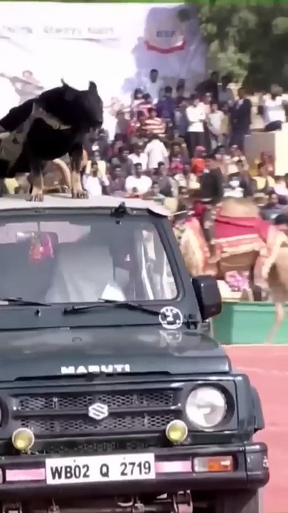 Special Force Dog training #shorts #trending #army #armylover #india #instagram #armystatus #fact