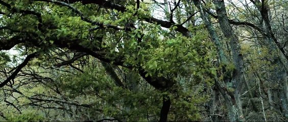The Forest - Cinematic Drone Stock Footage