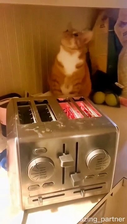 Cat Cute I Cute Moment #funny #pet #cute #cat #catsoftiktok #fyp #viral