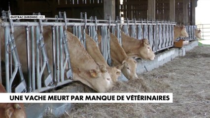 Une vache meurt par manque de vétérinaires
