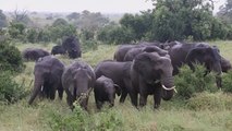Afrika'nın en gözde safari merkezlerinden 
