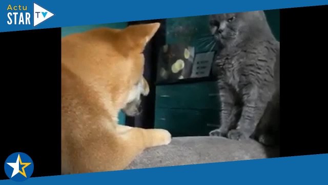 Ce chiot supplie ce chat de jouer avec lui... et c'est juste trop mignon !