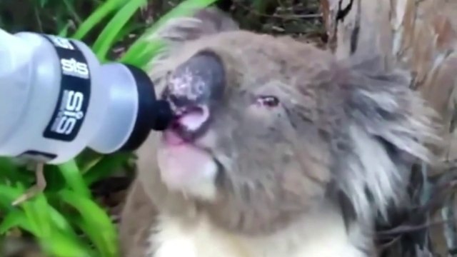 Animal asked for help and people responded - Faith in Humanity