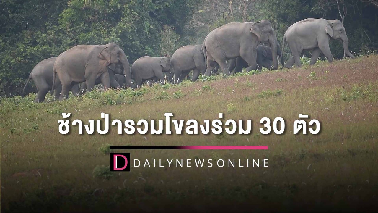 ช้างป่ารวมโขลงร่วม 30 ตัว โป่งทุ่งกวาง เขาใหญ่ อวดโฉมนักท่องเที่ยว | HOTSHOT เดลินิวส์ 02/02/66