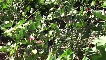 Diyarbakır tarımı çığır açtı: 813 tane tesis kuruldu, 452 milyon TL karşılıksız hibe aktarıldı