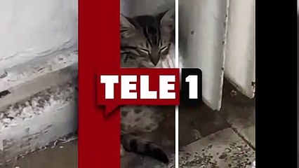Yavru kedi ısınmak için kalorifer peteğine tutundu