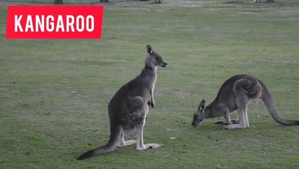 learn animals name in english for toddlers | animals name in english | animal names