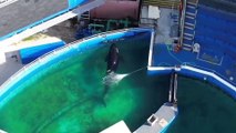 Heartbreaking footage shows animals at Miami Seaquarium in tiny pools just METRES away from the ocean
