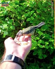Ever seen a bird being fed in slo mo ?