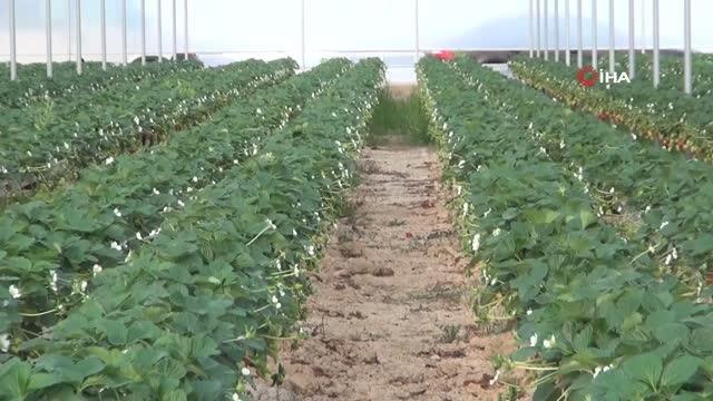 Türkiye'nin çilek deposu Mersin: Vali Pehlivan, işçilerle birlikte hasat yaptıVali Ali Hamza Pehlivan: Ülke genelinde yaklaşık 650 bin ton çilek...