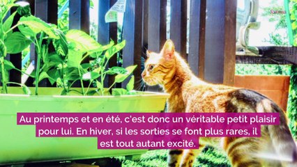 Mon chat peut-il sortir en hiver lorsque les températures sont très basses ?