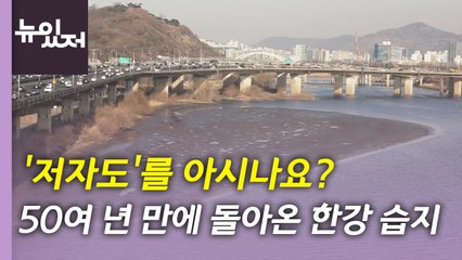 [뉴있저] '저자도'를 아시나요? 50여 년 만에 돌아온 한강 습지 / YTN