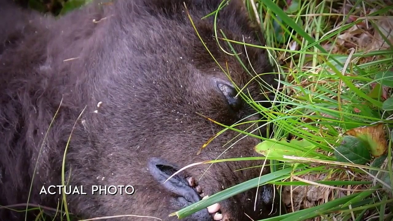 Beyond the Unknown - Se2 - Ep14 - Poltergeist, Maine Mutant And The Mysterious Death Of Mozart HD Watch