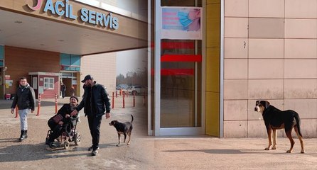Üç ay önce sahiplendiği köpek, hastane kapısından ayrılmadı