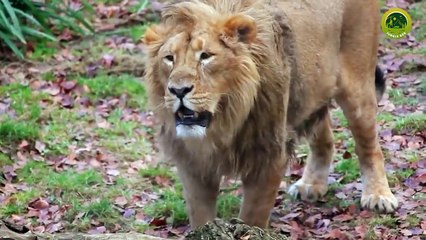 जब शिकारी पर भारी पड़ा शिकार _ 10 Moments When Predators Failed