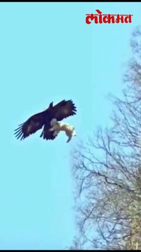 बापरे! गरुड चक्क मेंढीचं कोकरु घेऊन आकाशात झेपावला