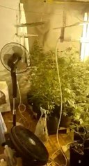 Evin içini seraya çevirip uyuşturucu yetiştirmişler