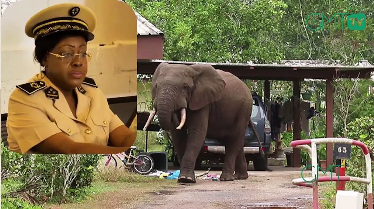 [#Reportage] #Gabon: le gouverneur de la province de l’Ogooué-Ivindo autorise une battue administrative d’éléphants