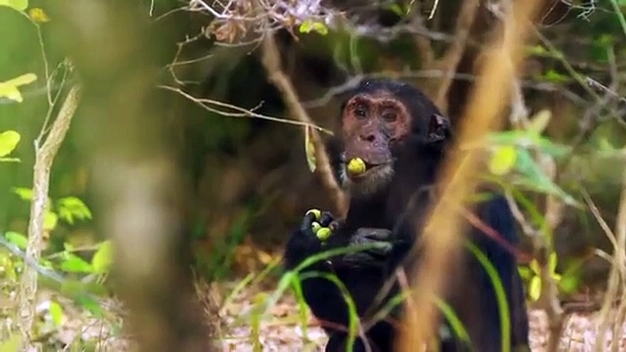 Nomads of the Serengeti - Se1 - Ep05 HD Watch
