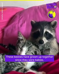 Racoon and Cat make a unlikely pair of besties