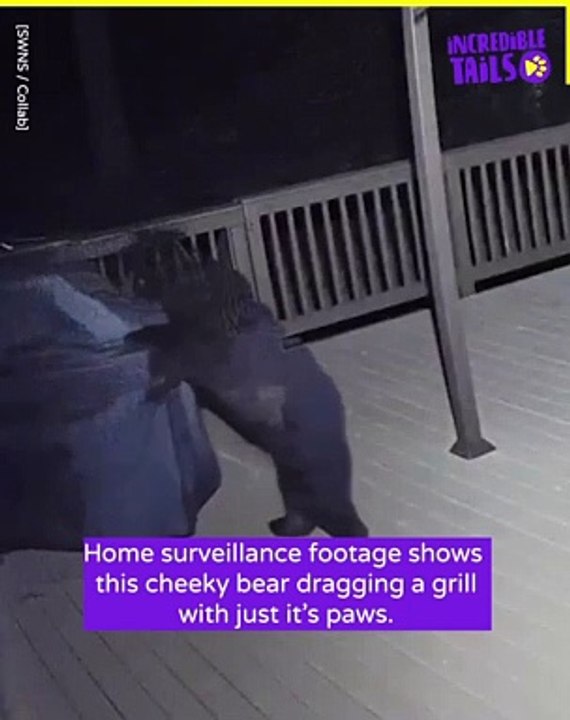 IRL Bear grills !!