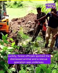 Kind hearted locals rescue a baby elephant