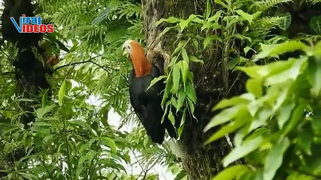 Rufous-necked Hornbill (Aceros nipalensis) | Nature is Amazing