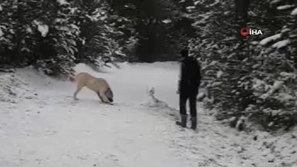 Kangal, sahibinin yaptığı kardan köpeği böyle kıskandı