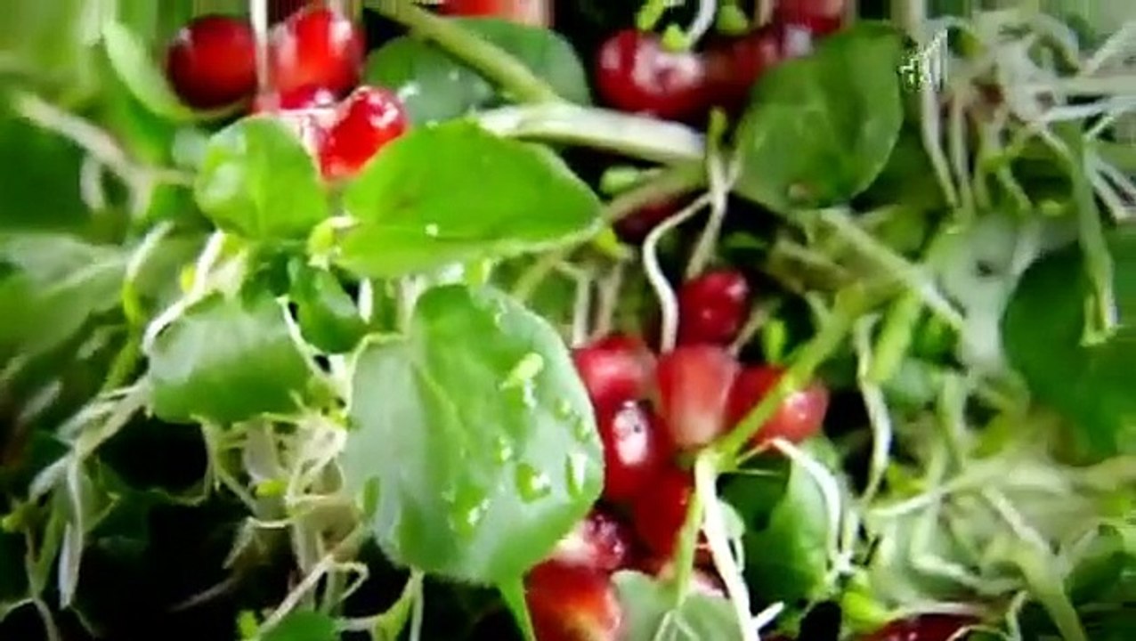 Jamie's 30 Minute Meals - Ep35 HD Watch