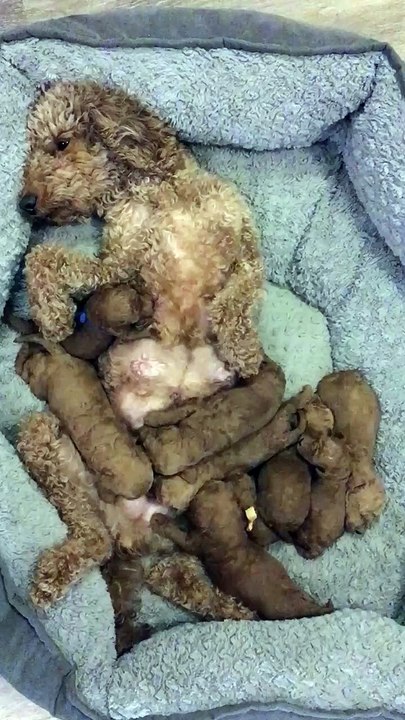 cute baby dogs  2